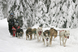 Dogsledding