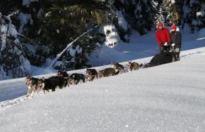 Dogsledding