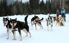 Dogsledding
