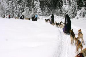 Dogsledding