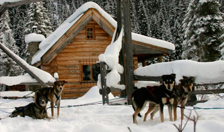 Dog sledding in Alberta